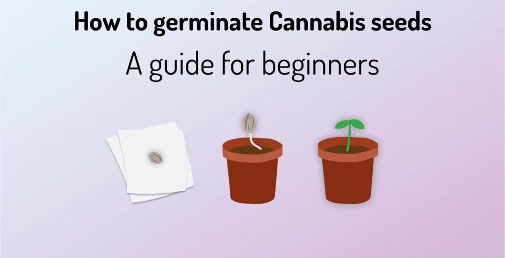 how to germinate marijuana seeds