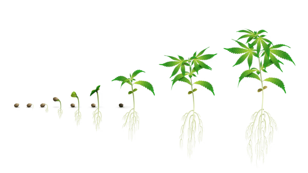 how to germinate marijuana seeds