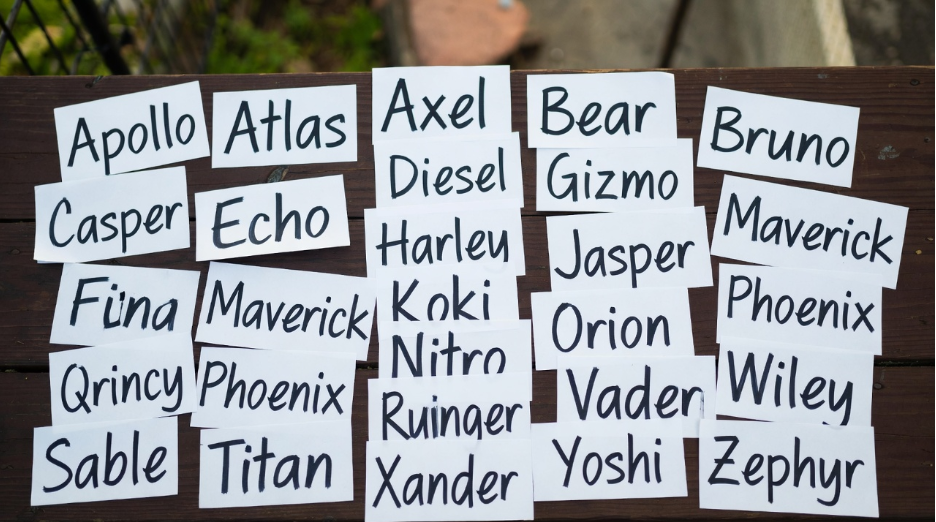 Top 100 Unique Male Dog Names for 2026: Rare & Meaningful Ideas top 100 unique male dog names